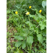 ranunculus pratensis c. presl