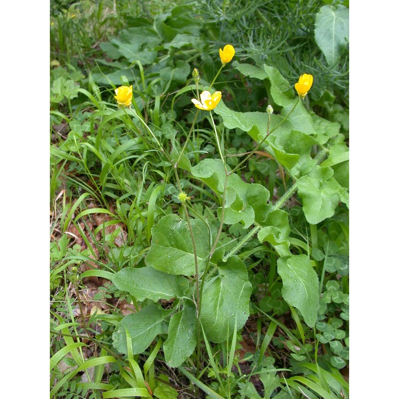 ranunculus pratensis c. presl