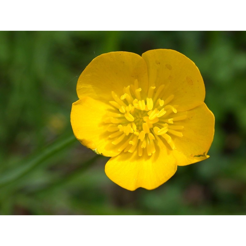 ranunculus pratensis c. presl