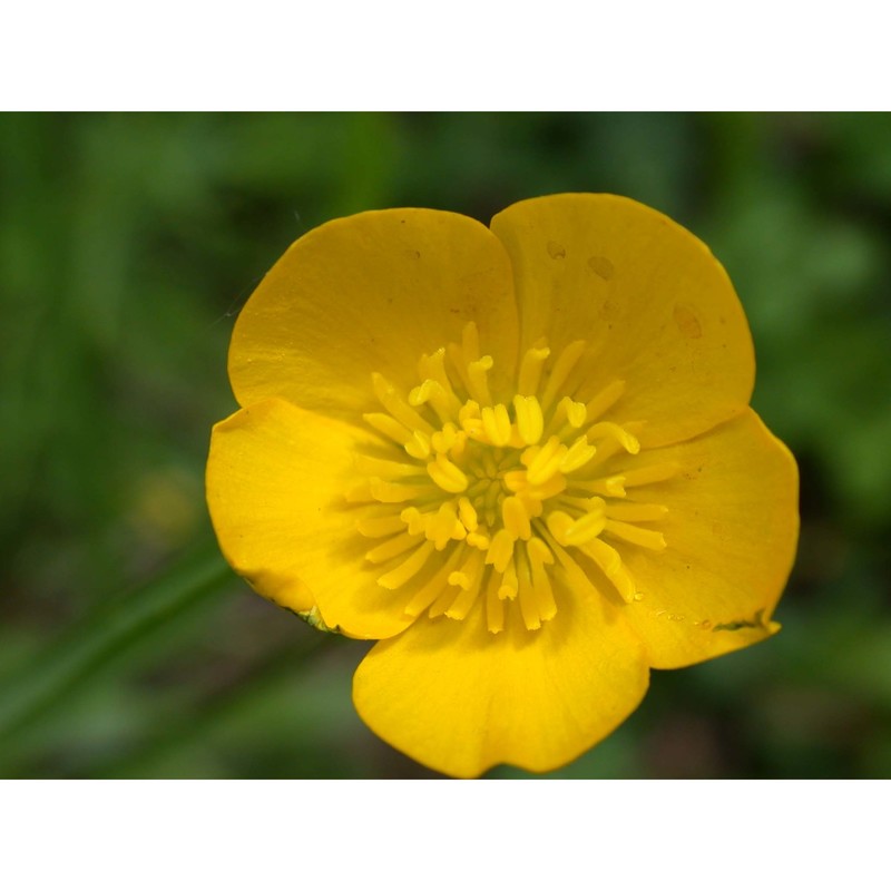 ranunculus pratensis c. presl