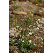 ranunculus prosseri dunkel