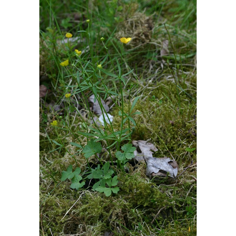 ranunculus prosseri dunkel