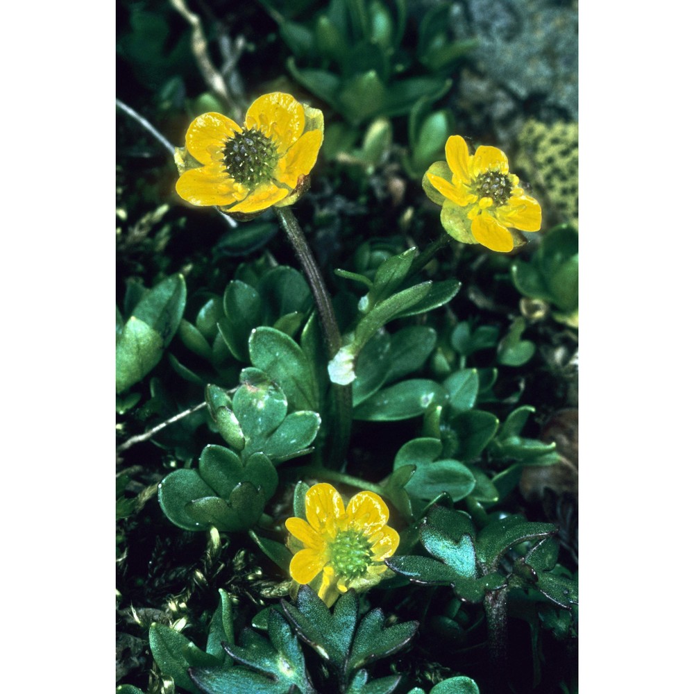 ranunculus pygmaeus wahlenb.