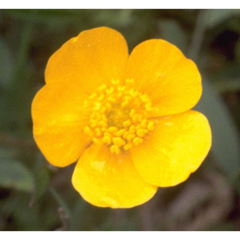 ranunculus repens l.