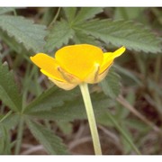 ranunculus repens l.