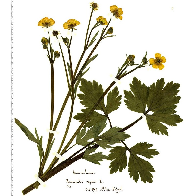 ranunculus repens l.