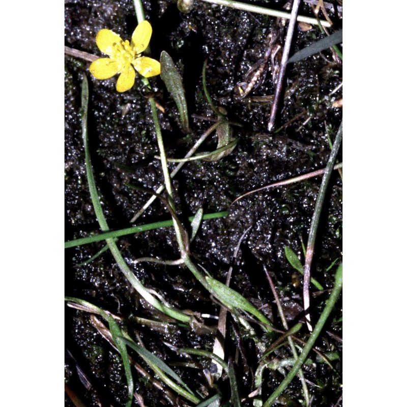 ranunculus reptans l.