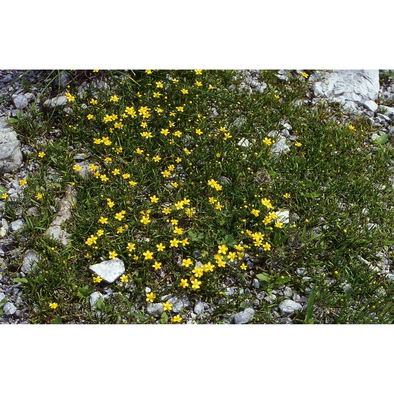 ranunculus reptans l.