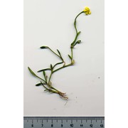 ranunculus reptans l.