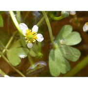 ranunculus saniculifolius viv.