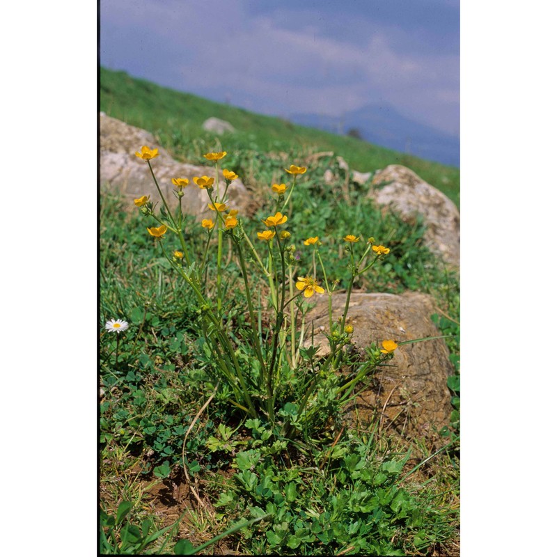 ranunculus sardous crantz