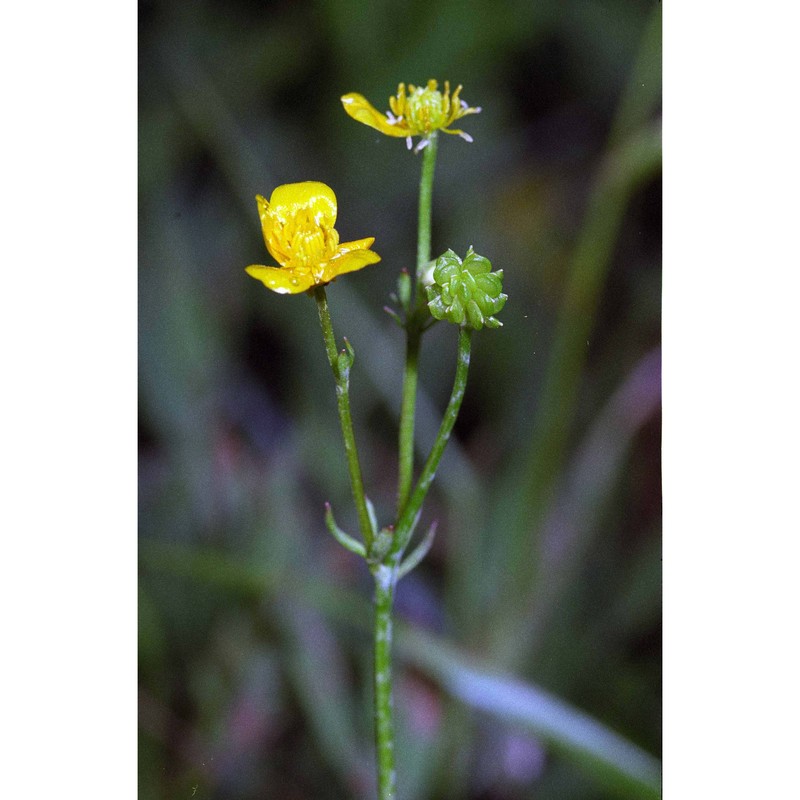 ranunculus sardous crantz