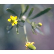 ranunculus sceleratus l.