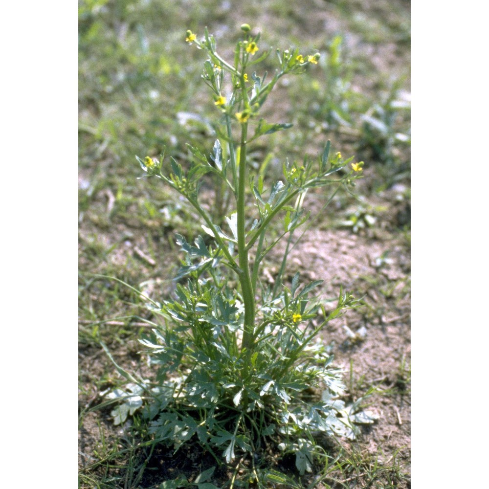 ranunculus sceleratus l.