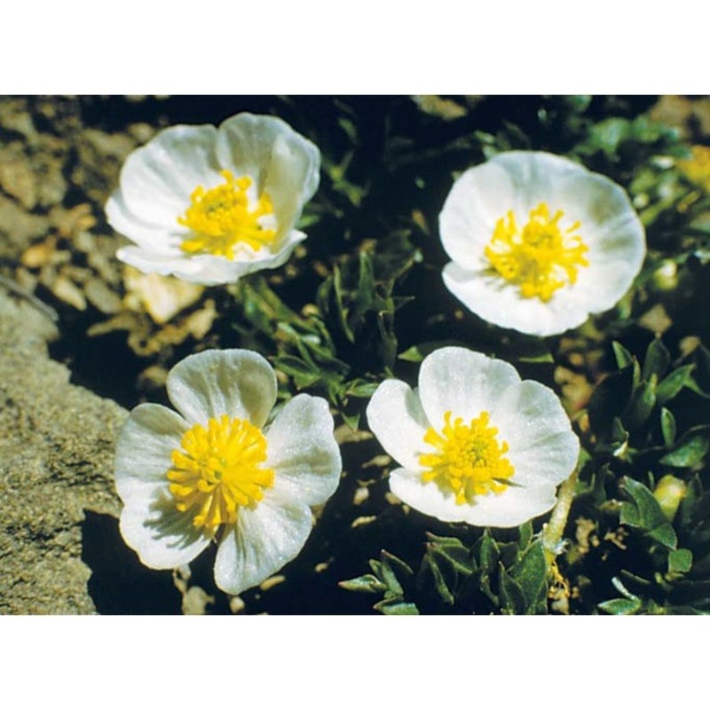 ranunculus seguierii vill.