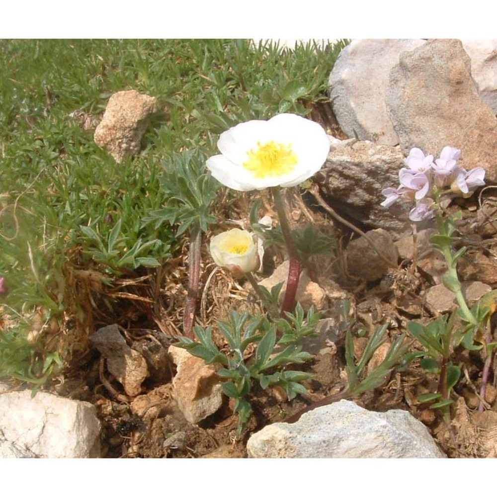 ranunculus seguierii vill.