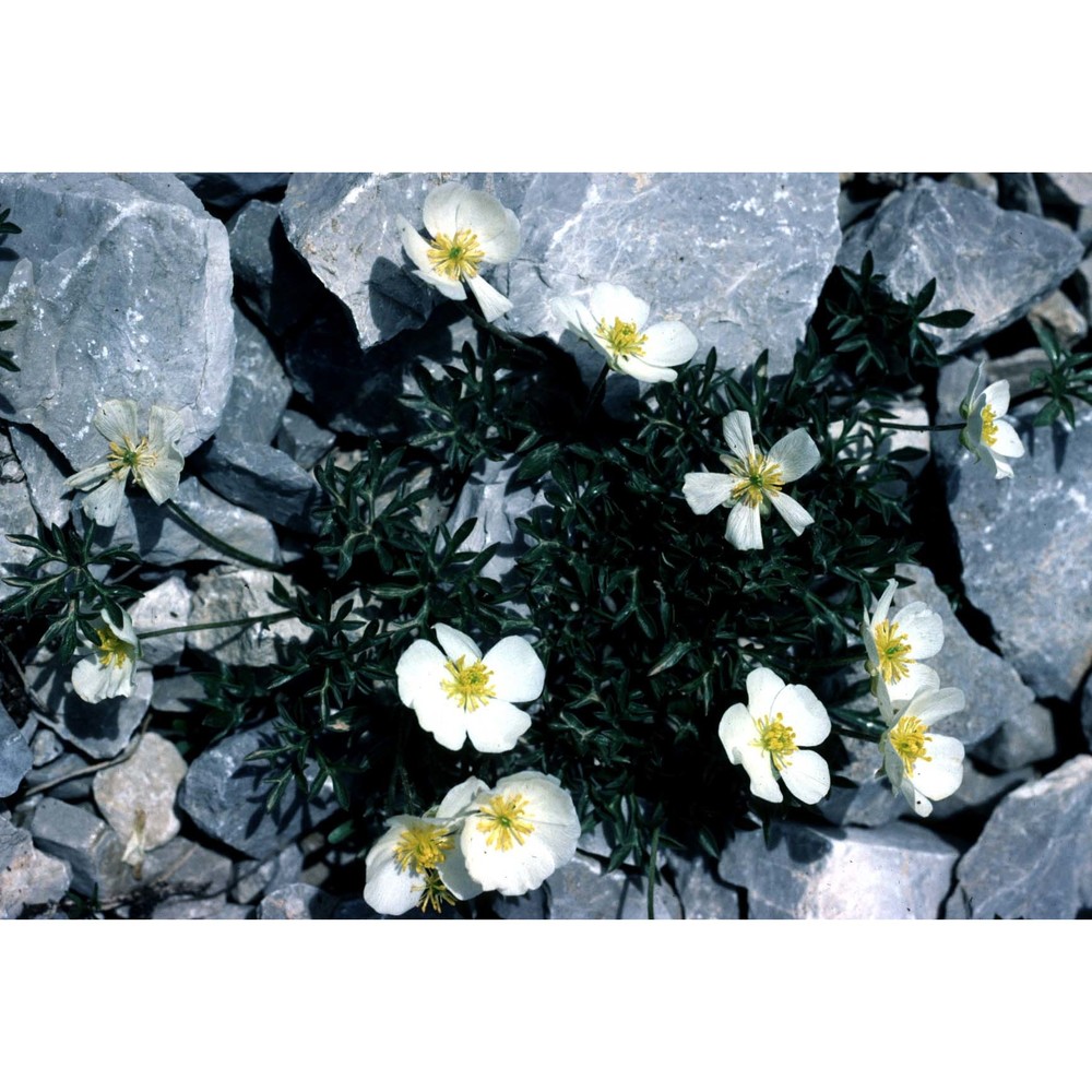 ranunculus seguierii vill.