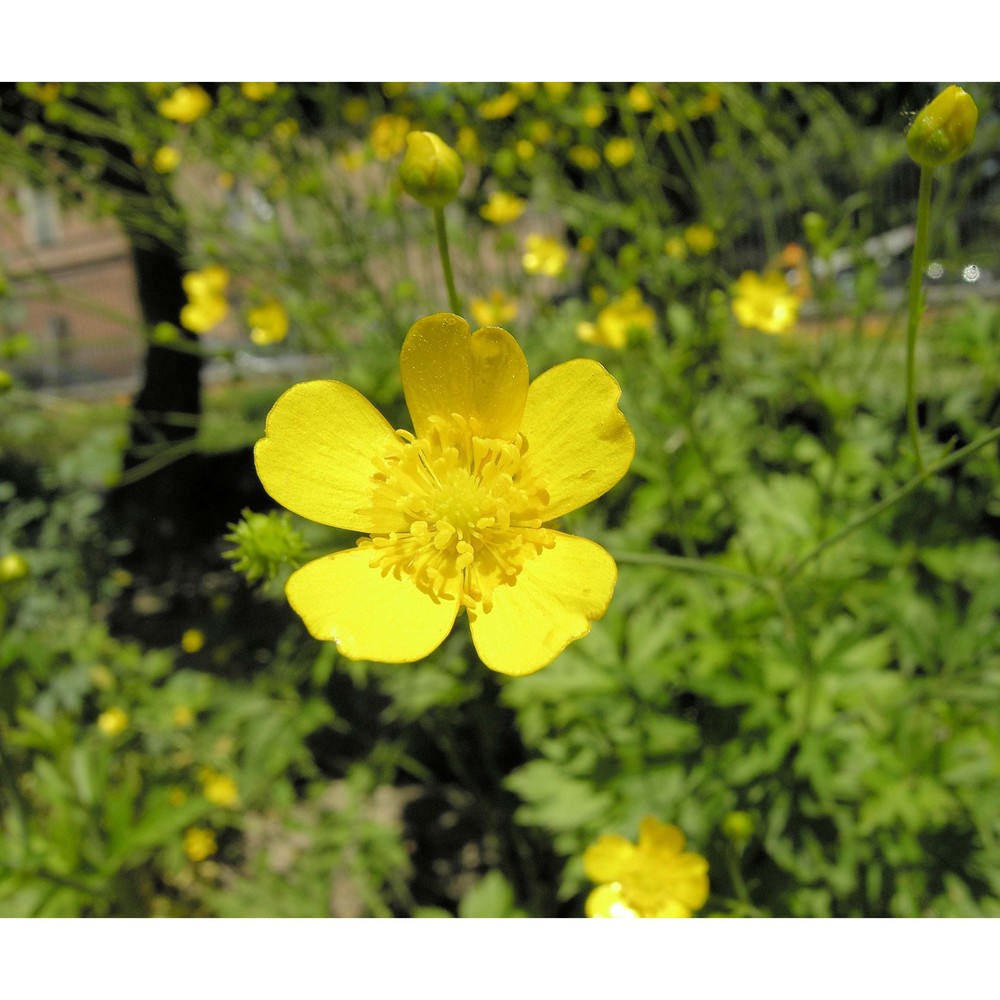 ranunculus serbicus vis.