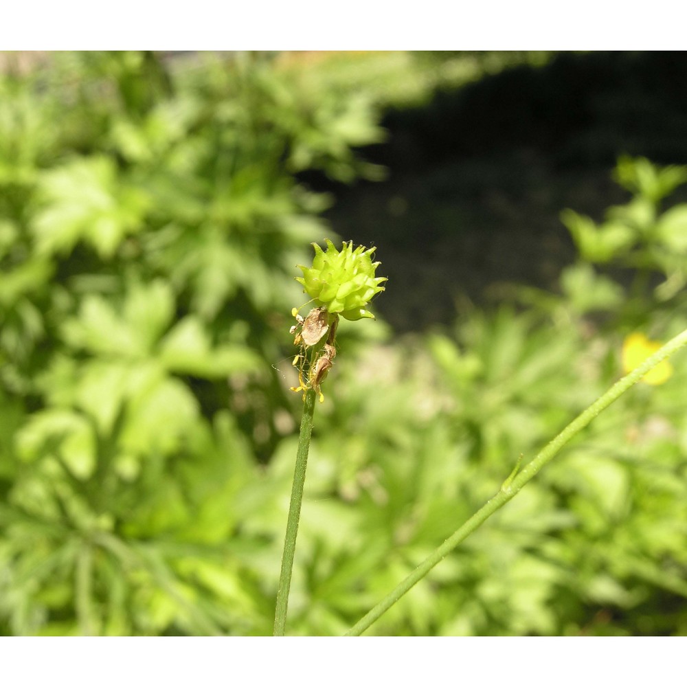 ranunculus serbicus vis.