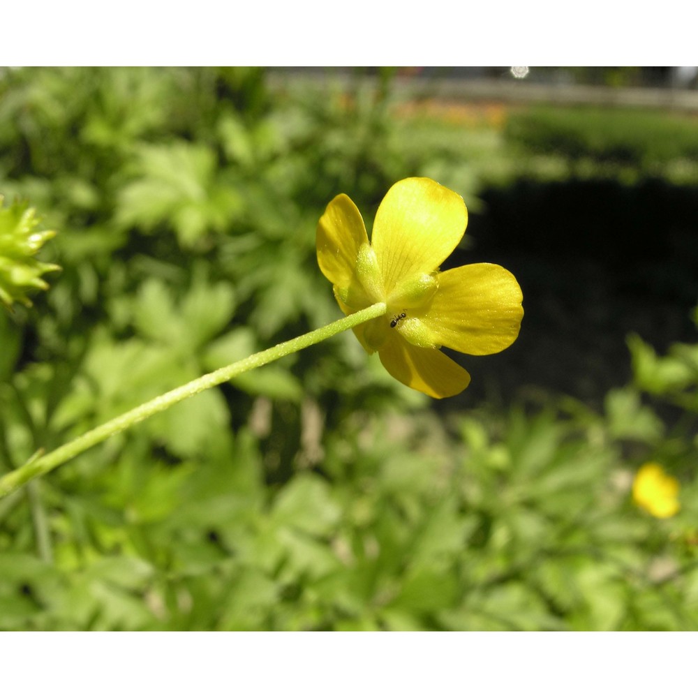 ranunculus serbicus vis.