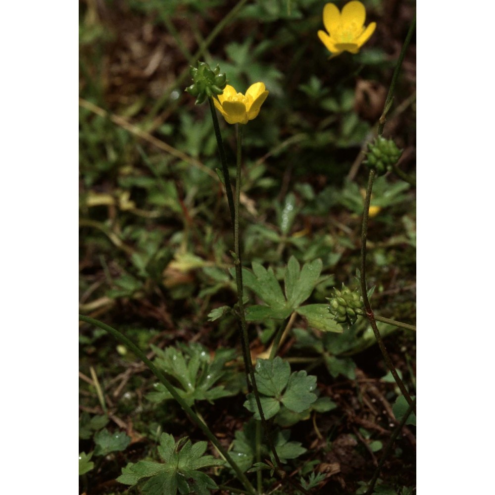 ranunculus serpens schrank