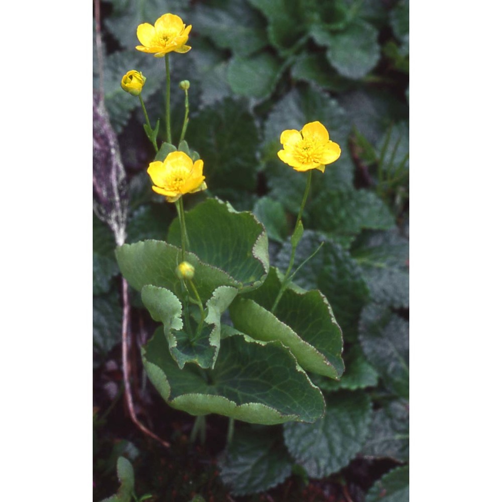 ranunculus thora l.