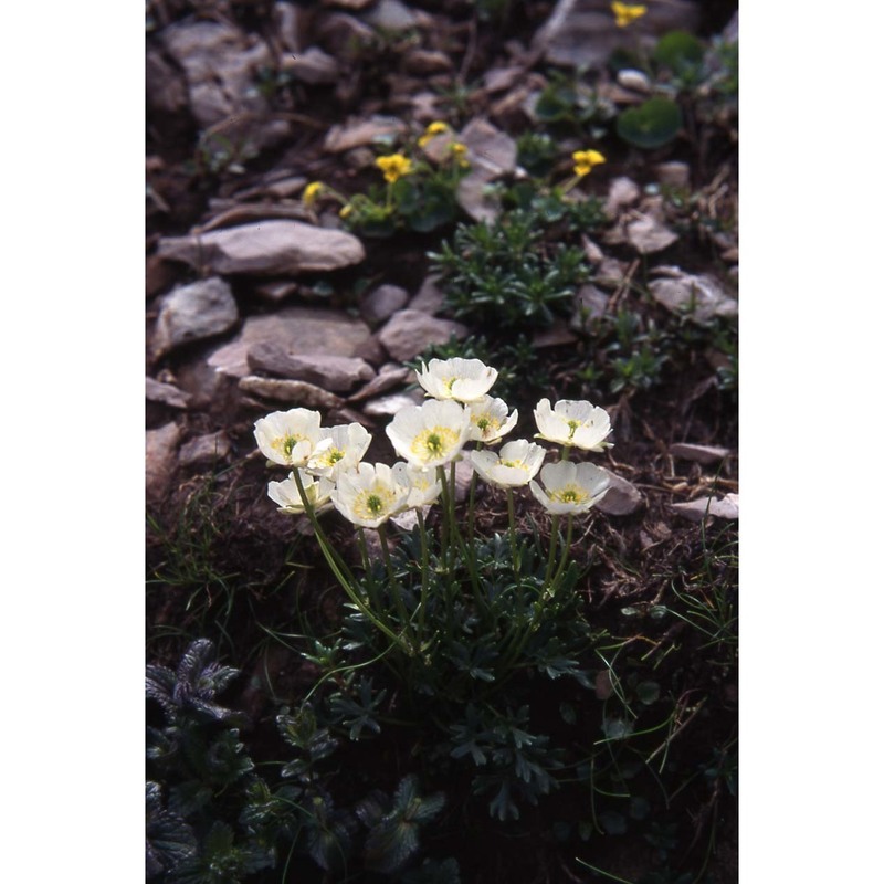 ranunculus traunfellneri hoppe