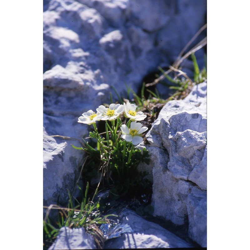 ranunculus traunfellneri hoppe