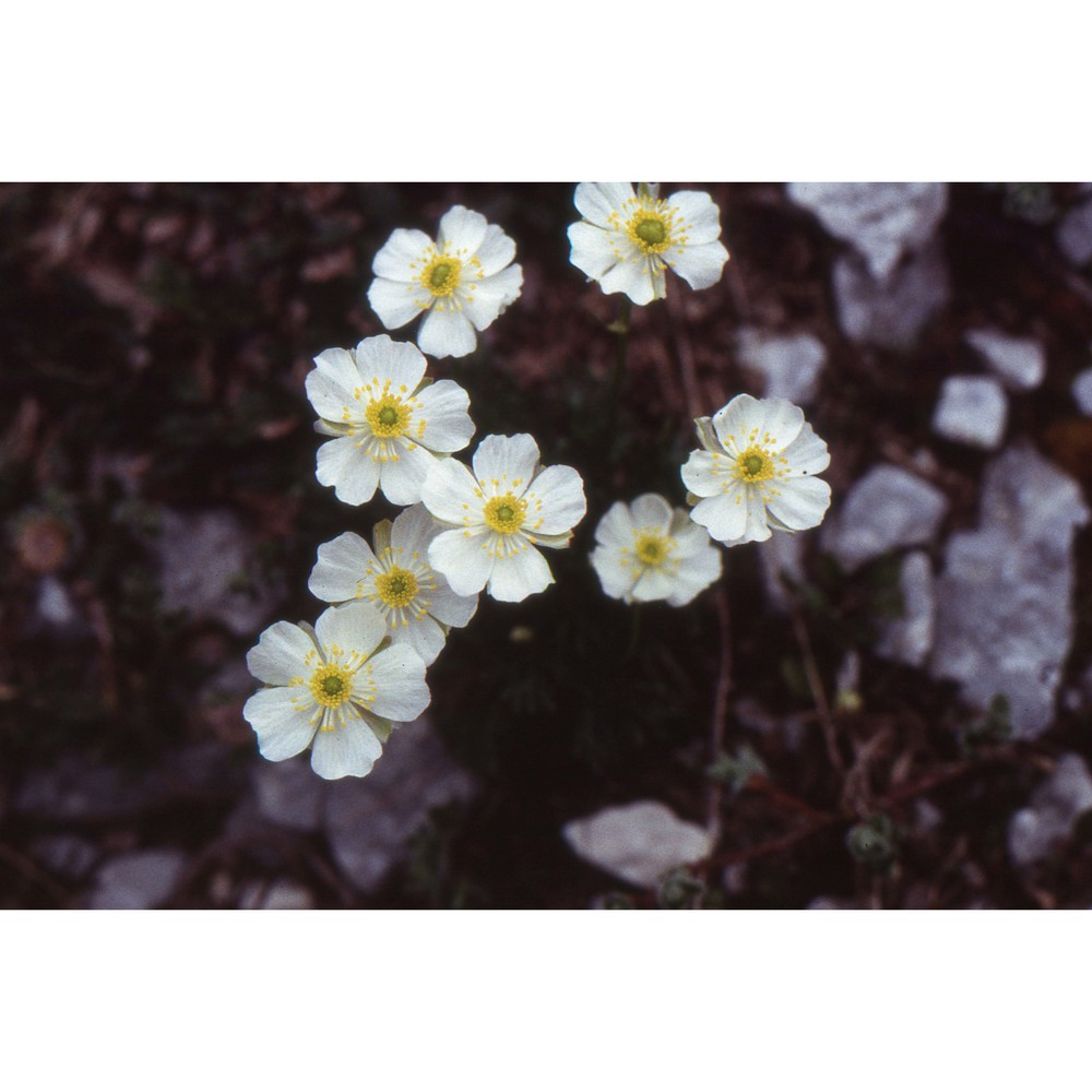 ranunculus traunfellneri hoppe