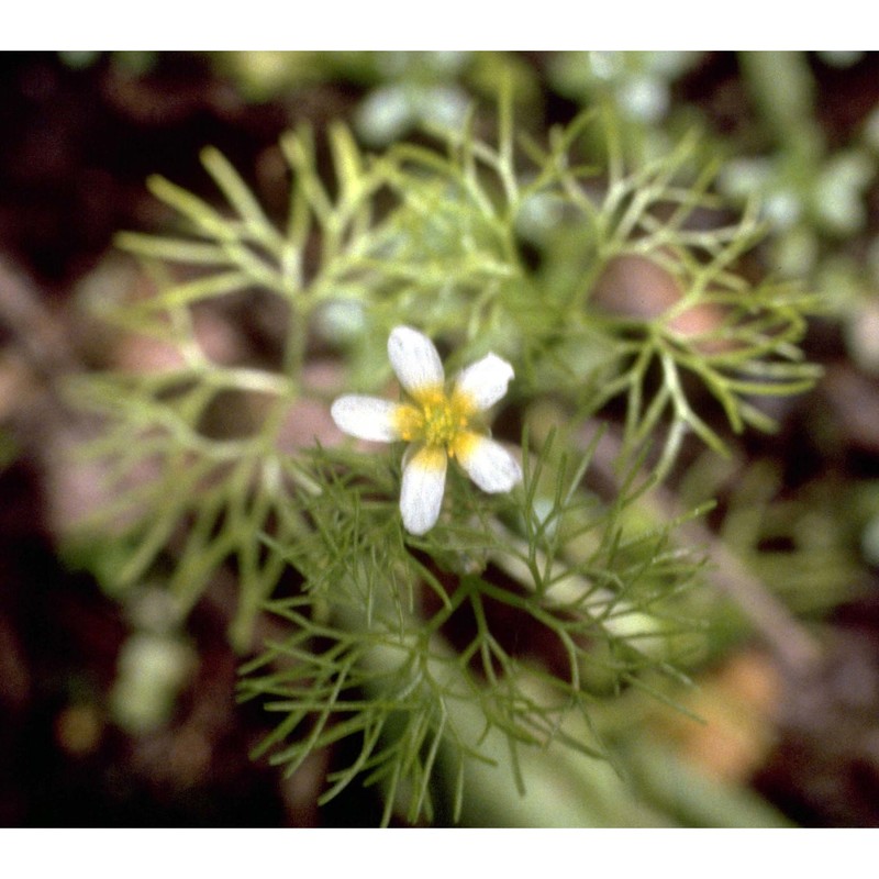 ranunculus trichophyllus chaix