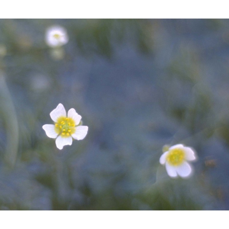 ranunculus trichophyllus chaix