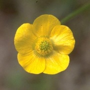 ranunculus tuberosus lapeyr.