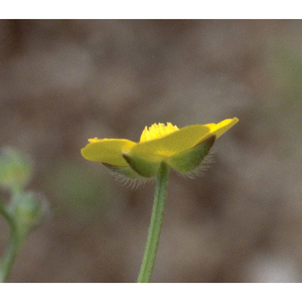 ranunculus tuberosus lapeyr.