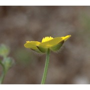 ranunculus tuberosus lapeyr.