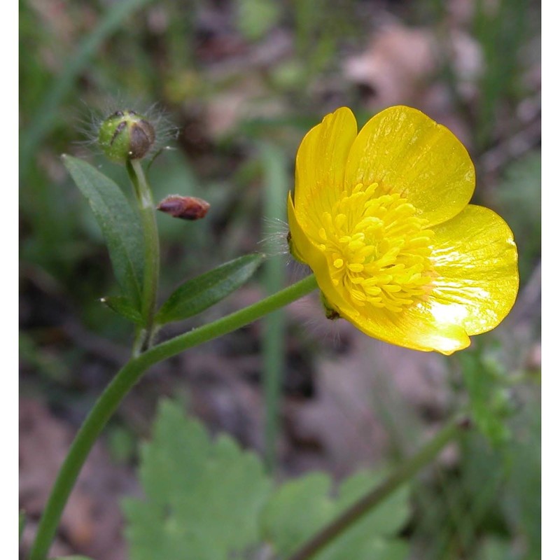 ranunculus tuberosus lapeyr.