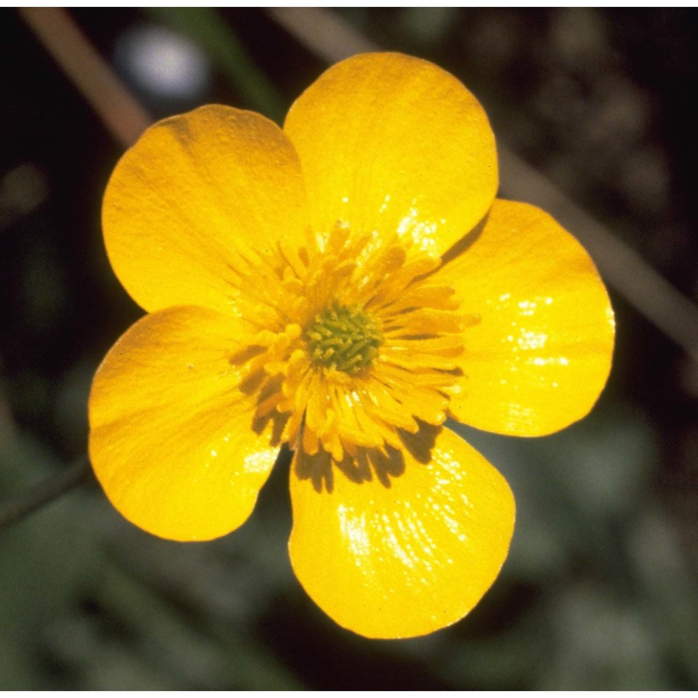 ranunculus velutinus ten.