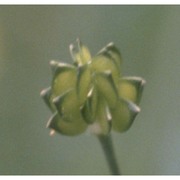 ranunculus velutinus ten.