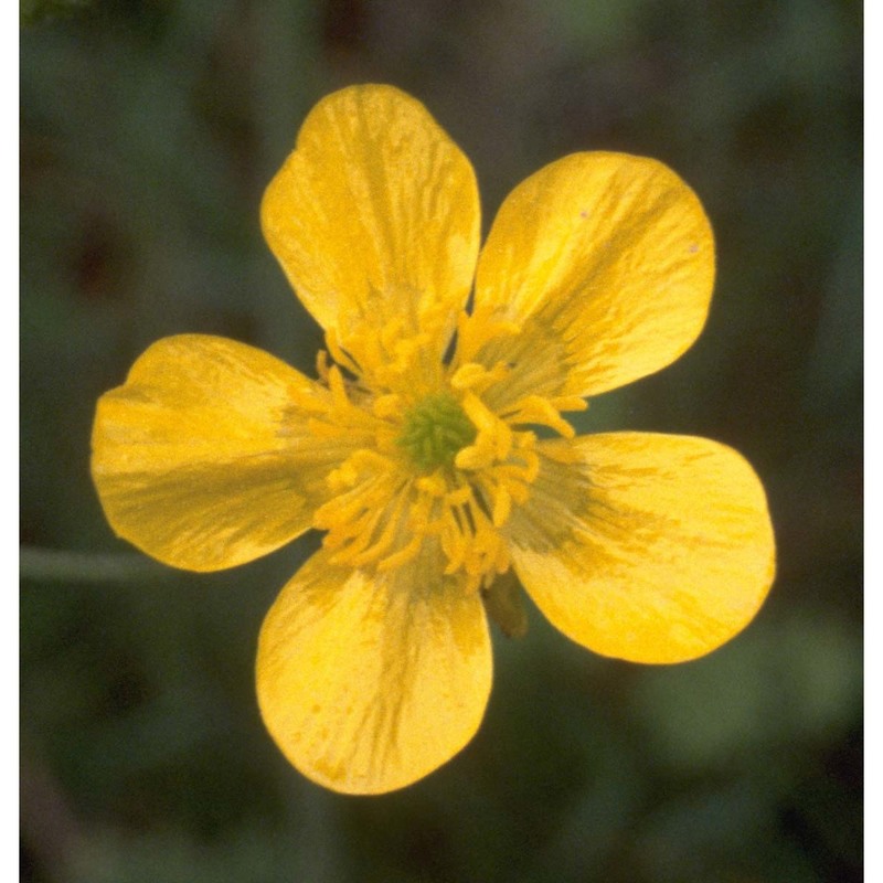 ranunculus velutinus ten.