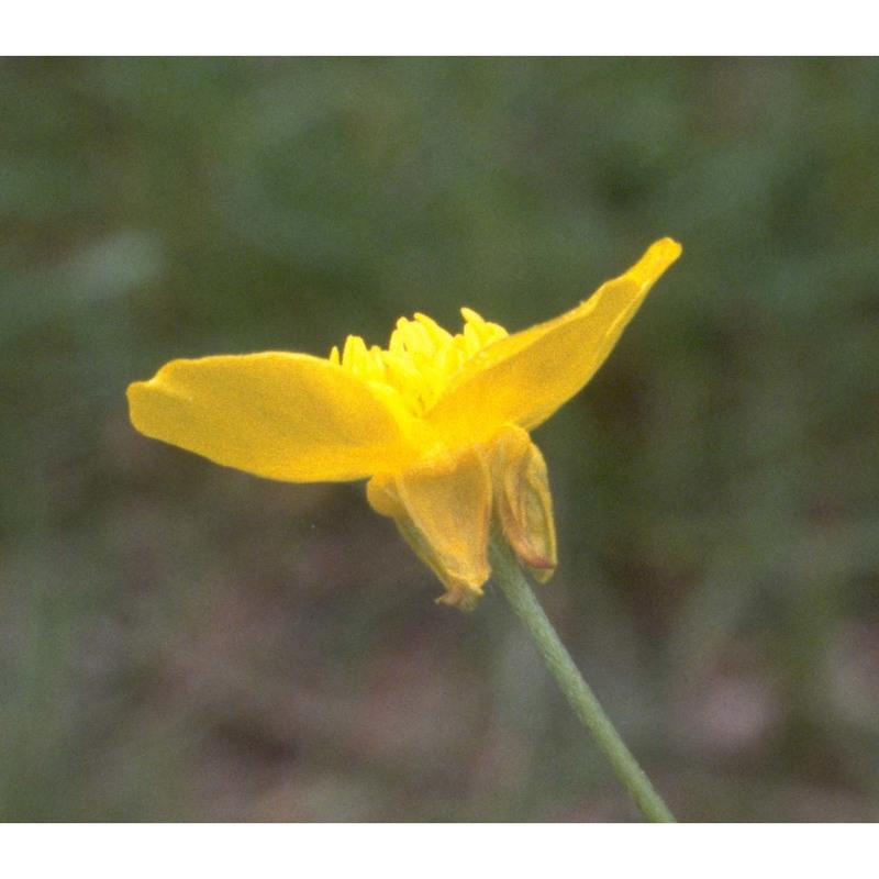 ranunculus velutinus ten.