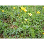 ranunculus venetus huter ex landolt