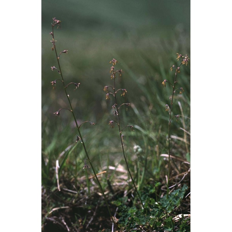 thalictrum alpinum l.