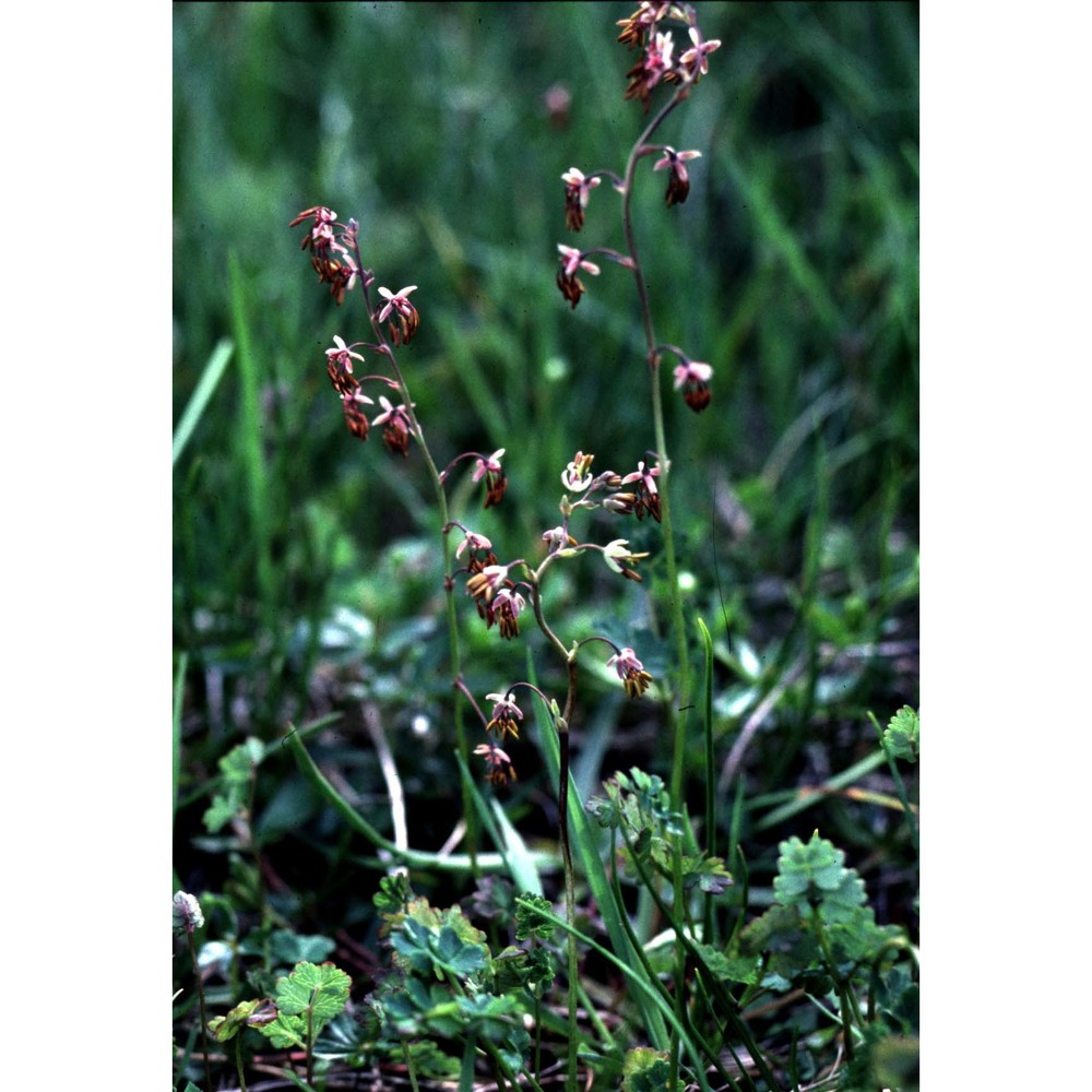 thalictrum alpinum l.