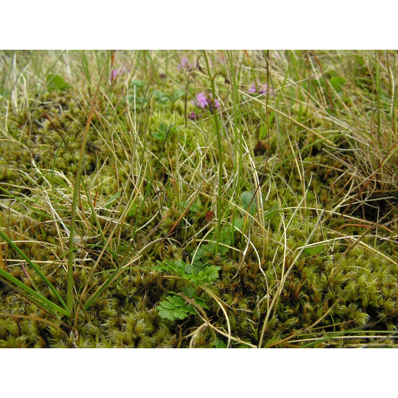 thalictrum alpinum l.