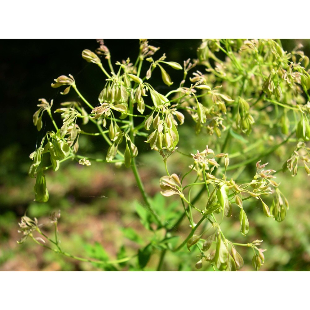 thalictrum aquilegiifolium l.