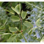 thalictrum aquilegiifolium l.