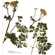 thalictrum aquilegiifolium l.