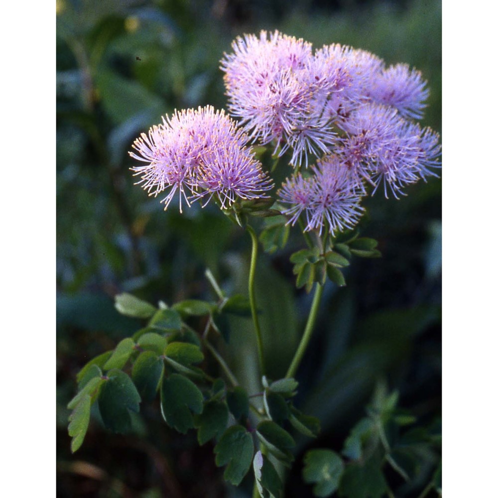 thalictrum aquilegiifolium l.