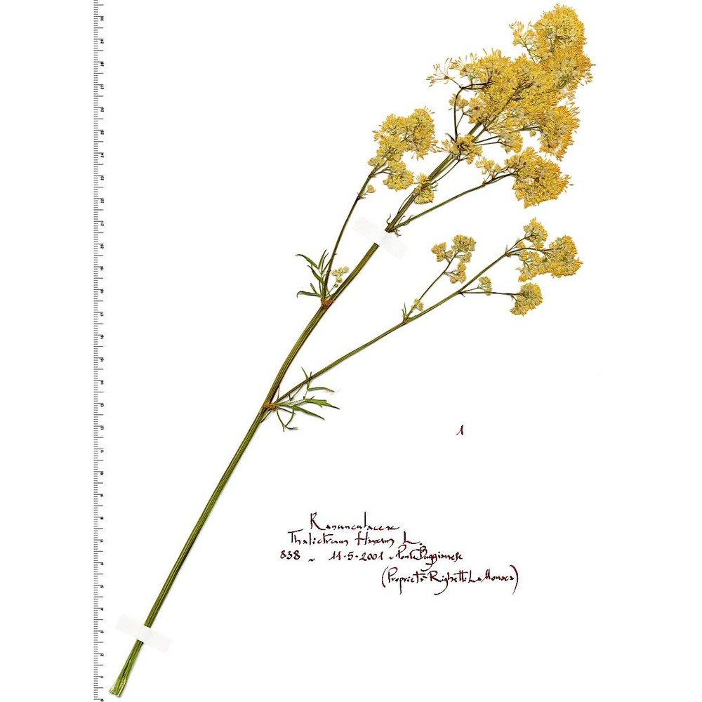 thalictrum flavum l.