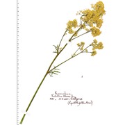 thalictrum flavum l.