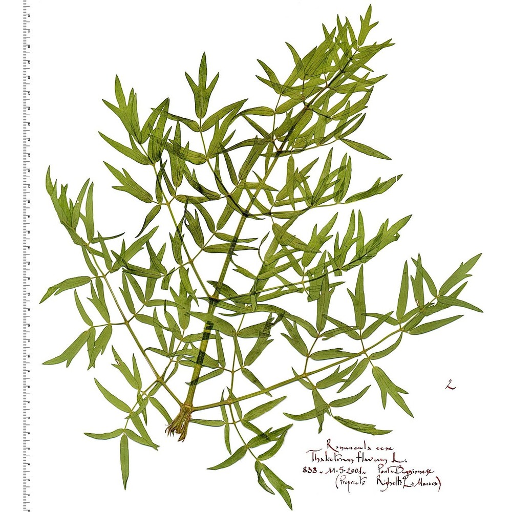 thalictrum flavum l.